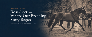 rosa lott where our breeding story began