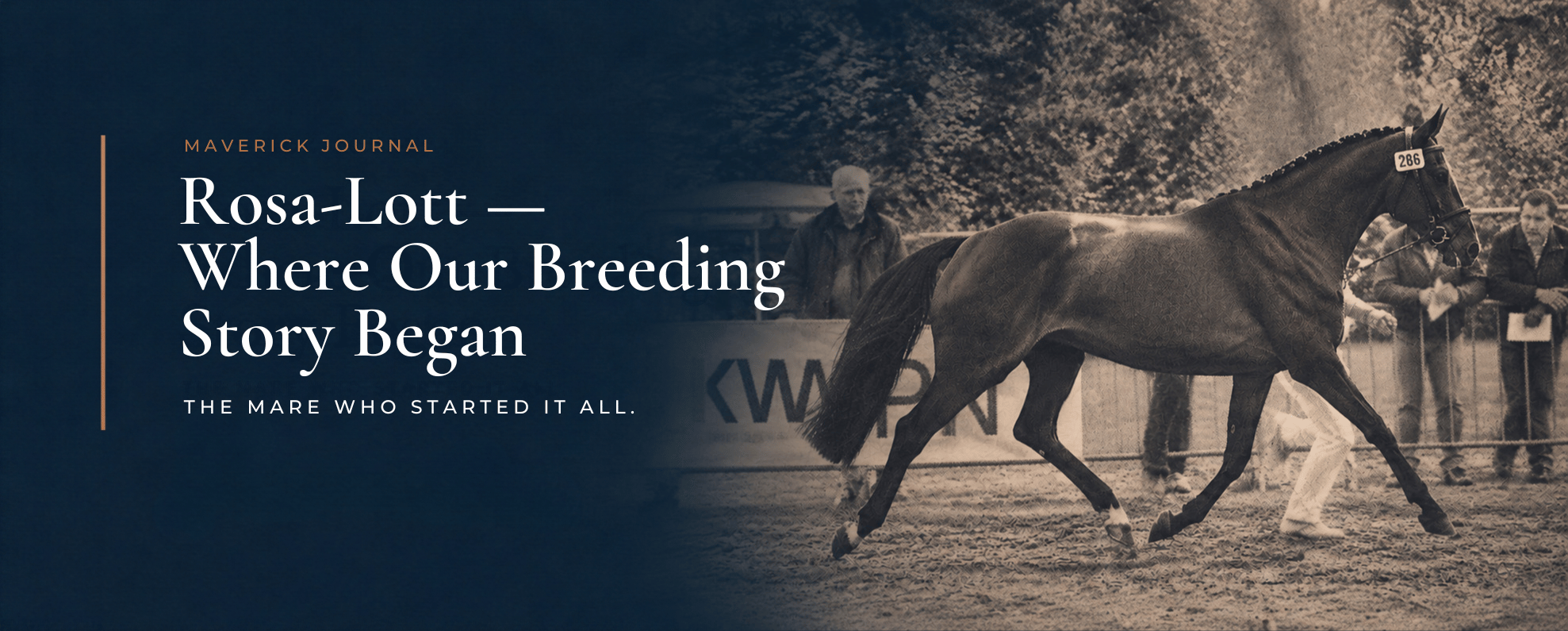 rosa lott where our breeding story began