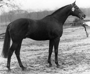 The Rosa-Lott Dam Line | Maverick Stables Julio mariner xx