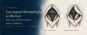 Laryngeal Hemiplegia in Horses cornage