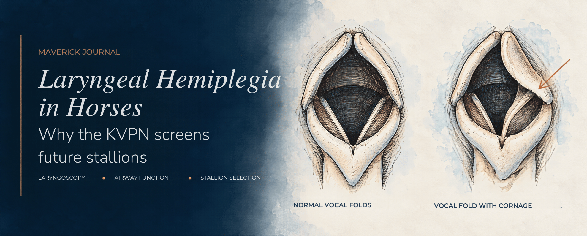 Laryngeal Hemiplegia in Horses cornage