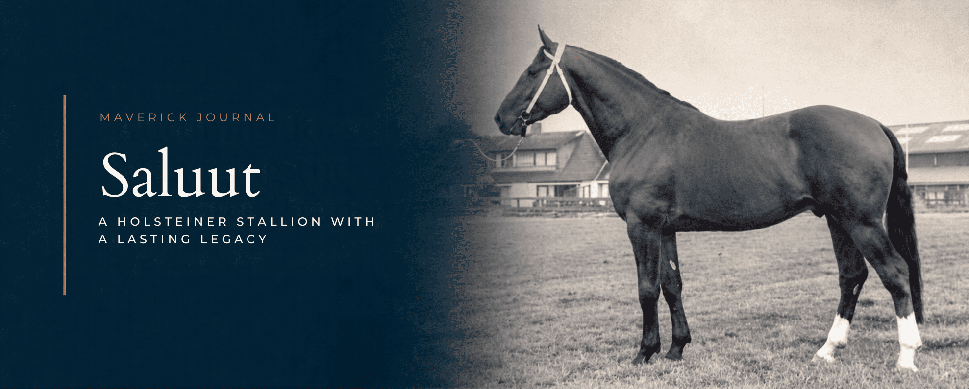 Saluut Stallion Pedigree Legacy Maverick Stables 1